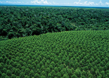 Dia da Árvore: Suzano reforça compromisso com desmatamento zero e conservação da biodiversidade