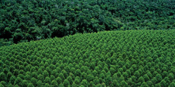 Dia da Árvore: Suzano reforça compromisso com desmatamento zero e conservação da biodiversidade