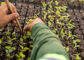 Acordo mariana novo acordo rio doce samarco reparação mudas de planta mata atlântica