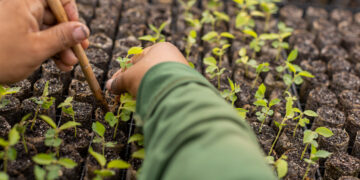 Acordo mariana novo acordo rio doce samarco reparação mudas de planta mata atlântica